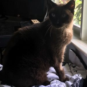 Meet your Posher, Lilly